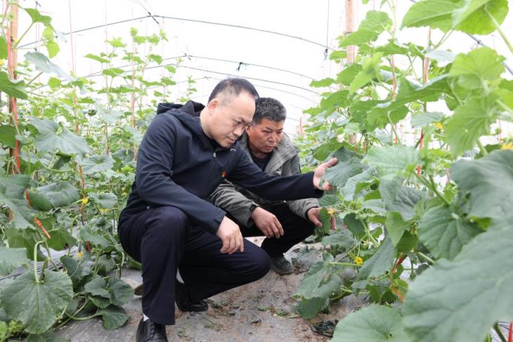 探索！双喜花悦香烟的市场行情