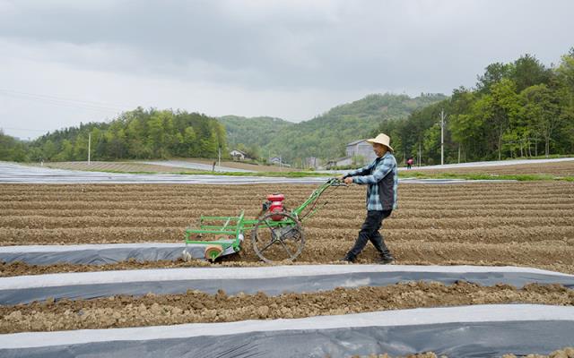 细探！长城盛世奇迹40周年云霄烟的进货秘密