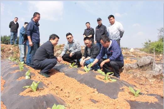 快评聚焦！福建云霄香烟一手货源口味纯正“一气呵成”