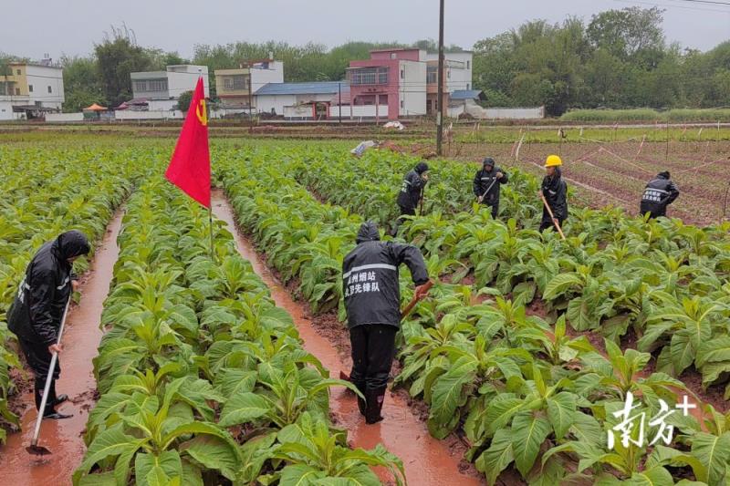 细探！冬虫夏草和润香烟的进货之道