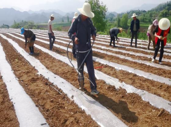 细探！大卫杜夫金香烟的市场价格解析