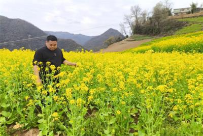 最新头条！烟草代购平台“春花烂漫”-府田香烟