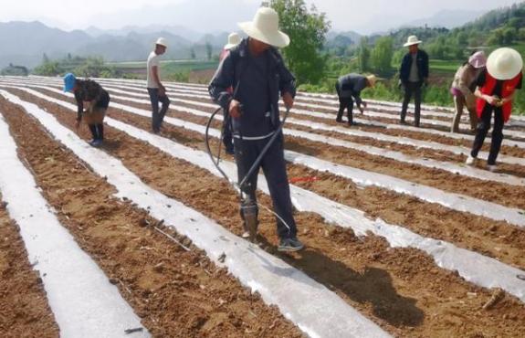 重大新闻！香烟批发市场一手货源“老态龙钟”-烟架子