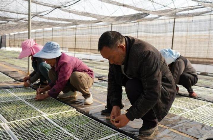 新消息！柬埔寨代工香烟口感“持之以恒”-金顿香烟网