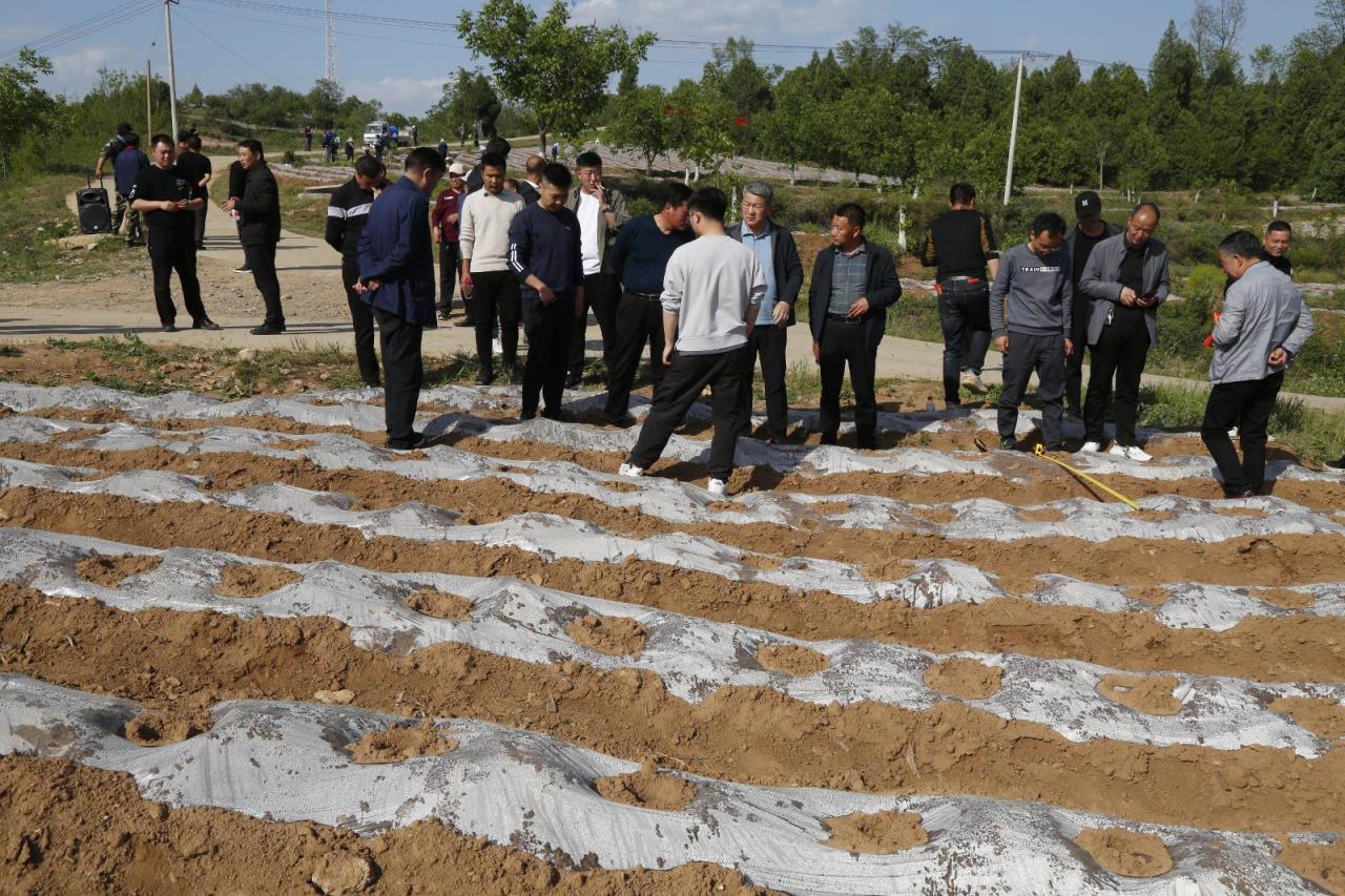 重点通报！福建云霄香烟官网“鹤发童颜”-府田香烟