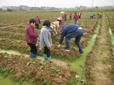 重大来袭！爱喜哈密瓜味香烟“岁月静好”-府田香烟