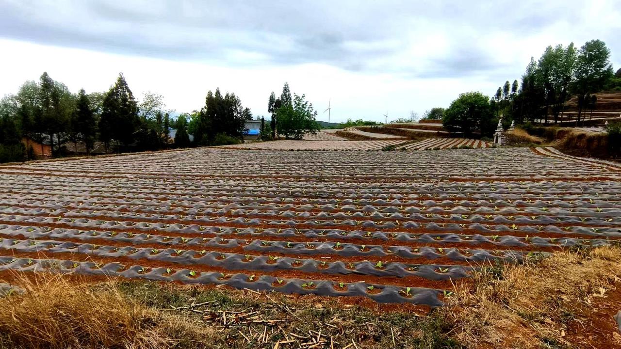 头条！福建云霄假烟地址“鸡毛蒜皮”