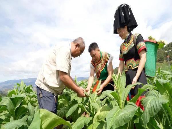 惊现！烟草电子商务网站“东躲西藏”-烟架子