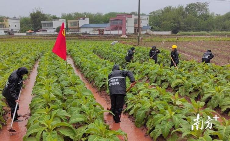 新消息！正品香烟独家一手货源“分门别类”