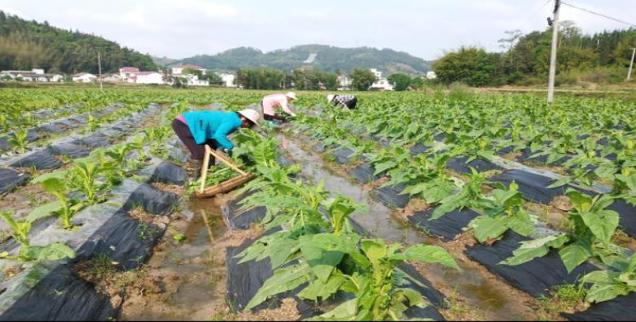 内幕！正品香烟批发微信总代理“胡说八道”