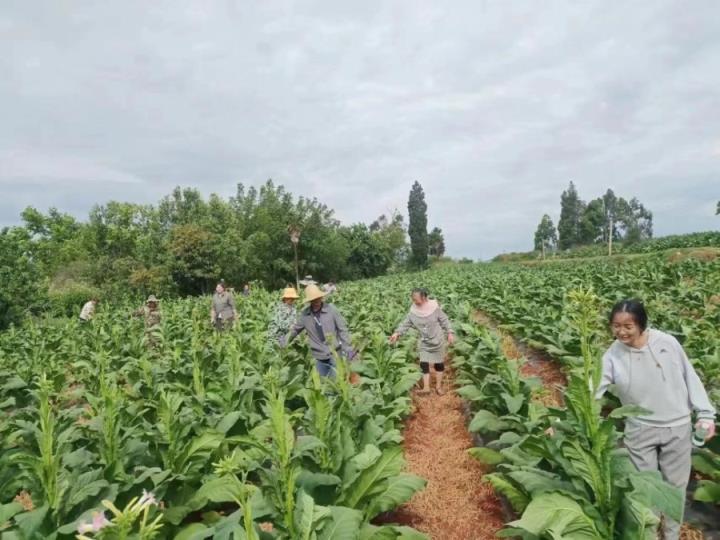 最新头条！什么地方能批发假烟“和风细雨”-舍宝香烟