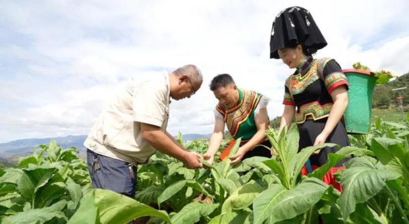 破天荒！云霄香烟价格表大全“欱野歕山”-烟架子