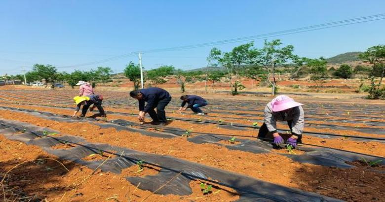 独家报道！免税烟批发商“天寒地冻”-舍宝香烟