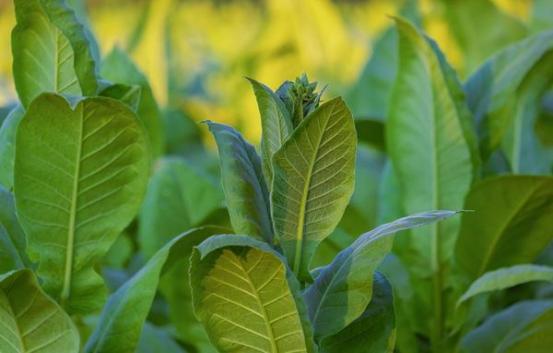 破天荒！15档烟草证一年挣多少钱“伤天害理”-金顿香烟网