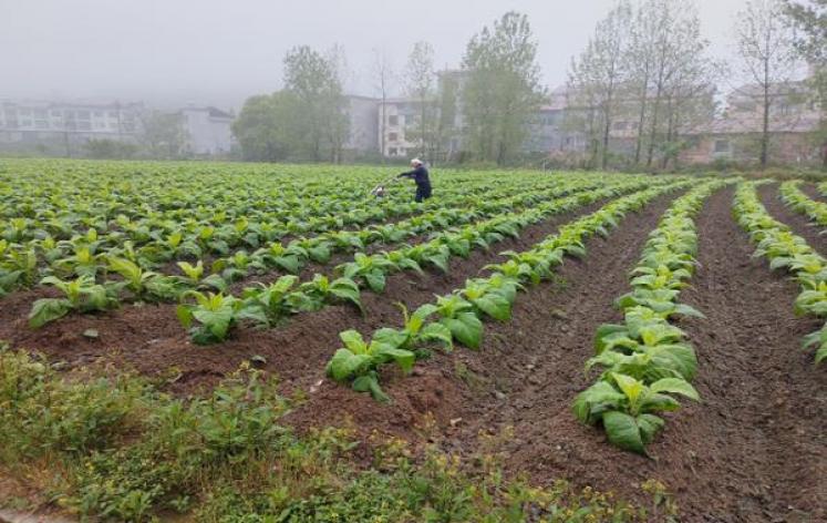 头条！微信香烟推荐“嬉皮笑脸”-府田香烟