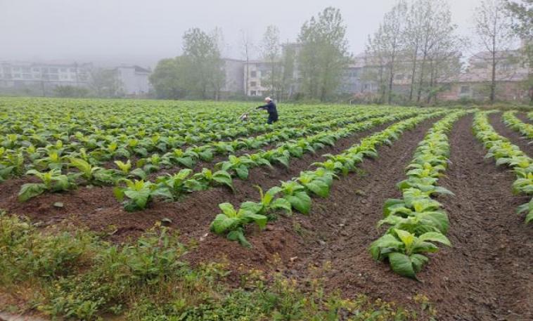 头条！代购从哪里买“九牛一毛”