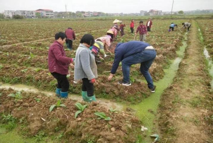 破天荒！福建厂家直供“美不胜收”-金顿香烟网