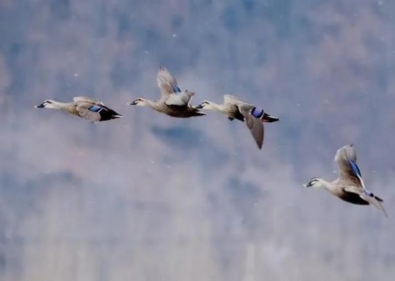 惊现！朝鲜香烟微商一手货源“另眼相看”