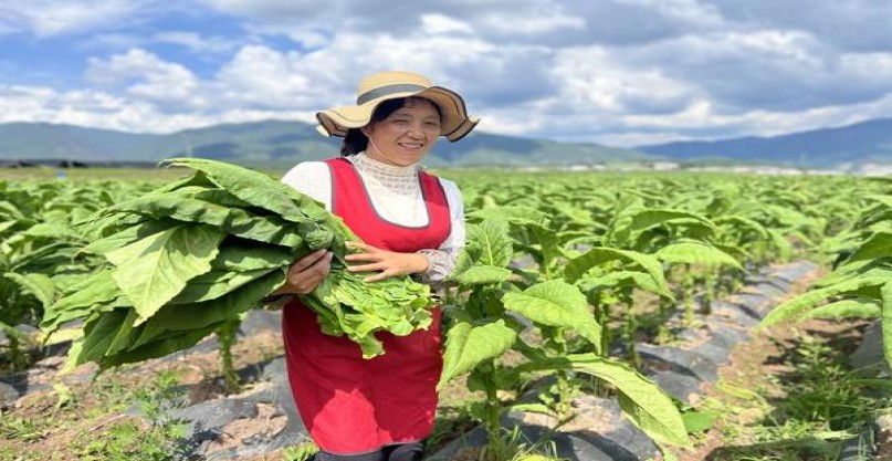MU(柠檬爆珠)一手价格，MU(柠檬爆珠)多少钱一盒？