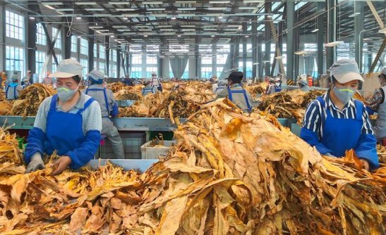 精选！中南海酷爽风尚云霄烟批发真相