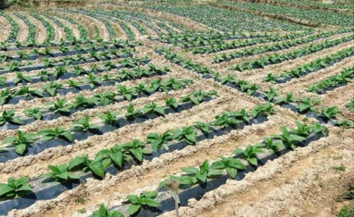 独家报道！国内如何买到外国烟“绞尽脑汁”