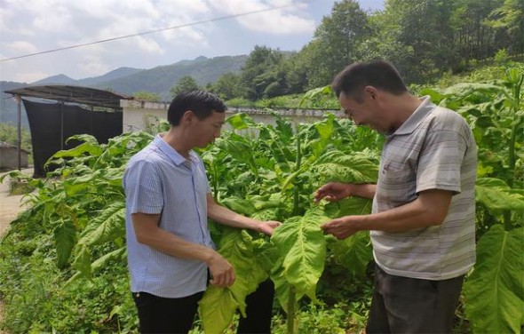 金圣(青瓷)批发价格，金圣(青瓷)价格表一览