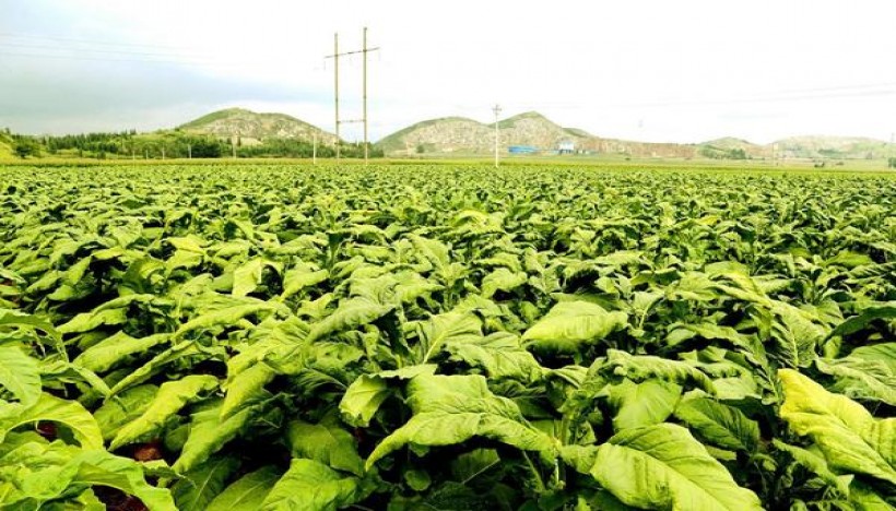 苏烟(软金砂)一手价格，苏烟(软金砂)价格表和图片