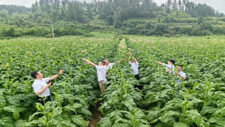 ESSE薄荷 1mg香烟价格表2024 ESSE薄荷 1mg价格表图一览表 