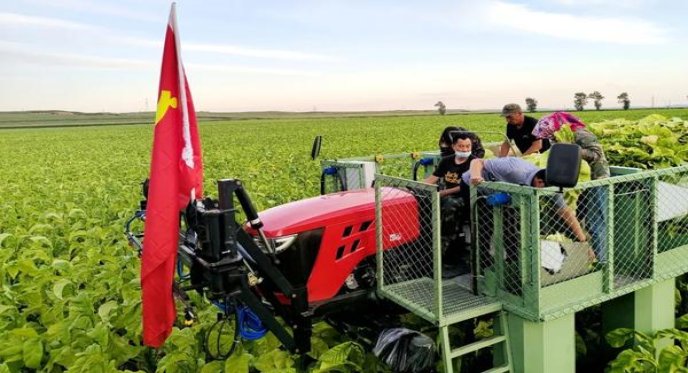 茶花(福细支)一手厂家，茶花(福细支)价格表图一览表