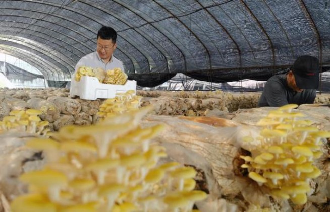 万宝路白金中免多少钱一盒2024？万宝路白金中免多少钱一包2024？