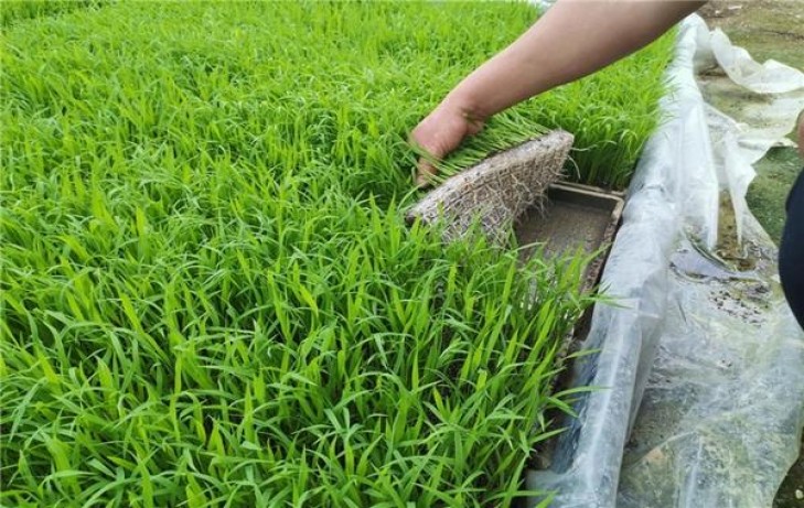 内幕！网上可以买烟草吗“铁树开花”