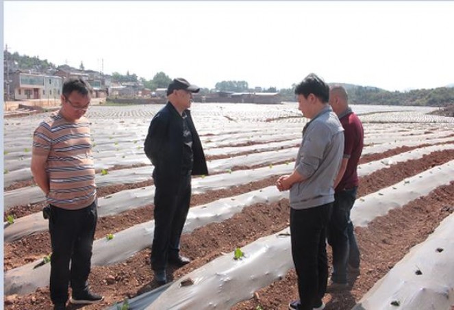 精选！黄山记忆香烟的批发奥秘