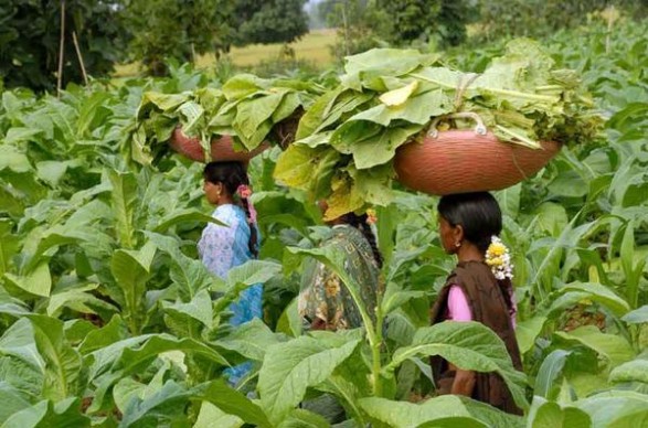 探索！双头凤细支云霄烟的进货秘密