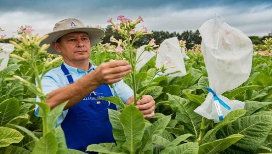骆驼硬黄哈版价格表和图片骆驼硬黄哈版价格查询 