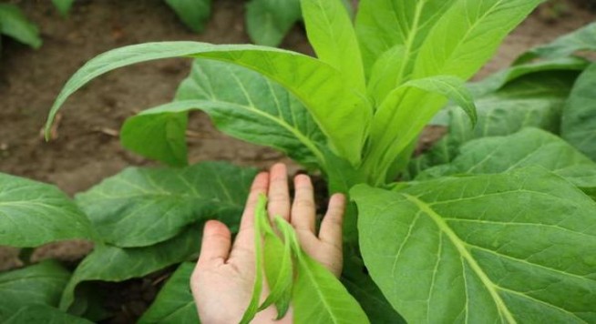 新消息！香烟一手货源供应商微信“沁人肺腑”