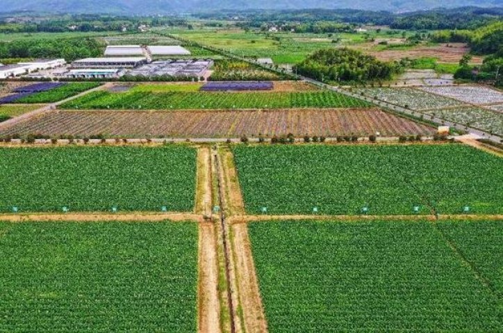 探索！桫椤红香烟的市场行情