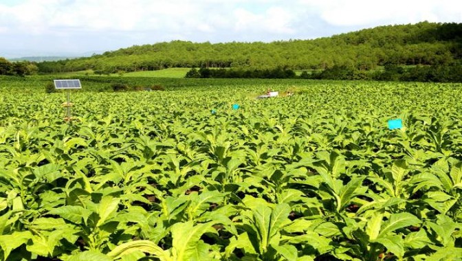 云斯顿硬蓝南非版价格表图一览表 云斯顿硬蓝南非版多少钱一盒2024？