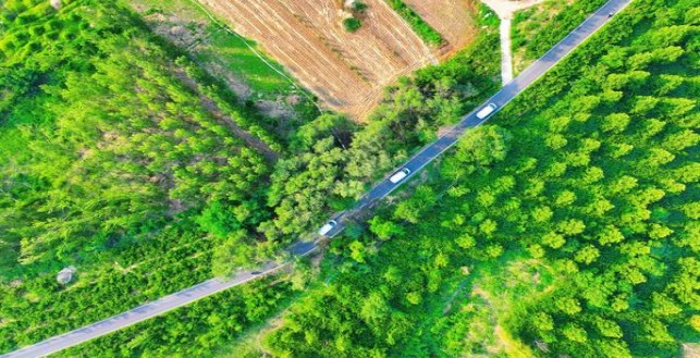 娇子青海湖纯净细支多少钱一盒？娇子青海湖纯净细支批发价格是多少？