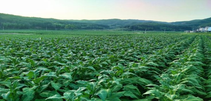 西湖(蓝明珠)拿货价格，西湖(蓝明珠)价格表一览