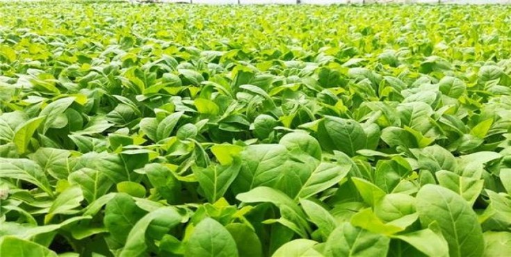 红山茶(硬白)拿货价格，红山茶(硬白)多少钱一包2024？