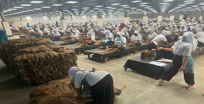 细探！黄金叶大M云霄烟的进货秘密