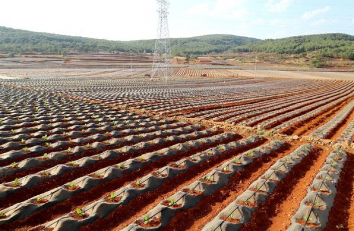 最新头条！百乐酸奶爆珠烟微商“如胶似漆”