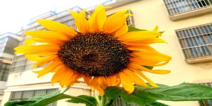 重大新闻！越南香烟批发联系方式微信“鸿鹄之志”