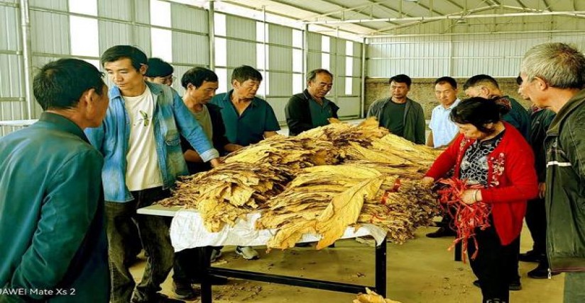 精选！娇子软龙凤呈祥探索独特烟草文化与创新工艺的融合