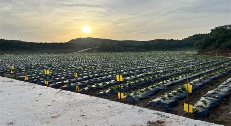 登喜路(国际版薄荷)拿货价格，登喜路(国际版薄荷)多少钱一盒？