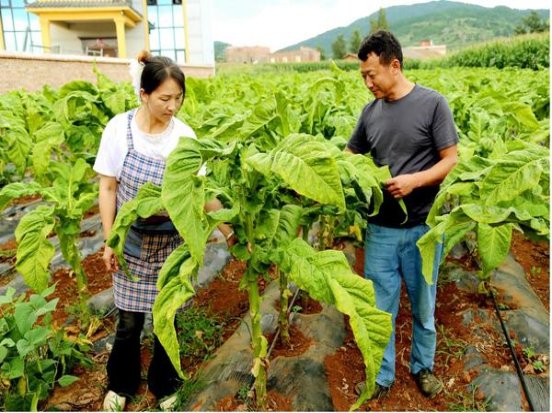 都宝睿雅铂金多少钱一盒？都宝睿雅铂金多少钱一盒？