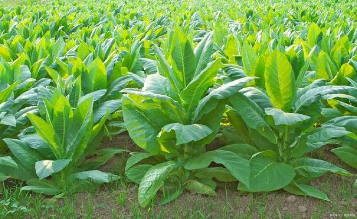 来袭！20元黑色金橘烟好抽吗“苍髯如戟”