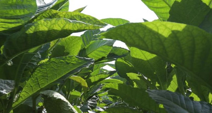 茂大2号价格表图一览表 茂大2号价格表和图片