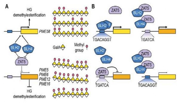 玉溪软翡翠价格表和图片玉溪软翡翠价钱批发 