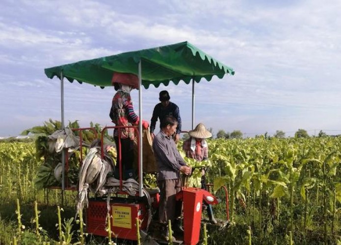 深度解析！黄鹤楼天香云霄烟选购全攻略,品牌甄选与安全购买指南